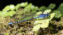 Argia elongata (Thorn-tipped Dancer)-2.jpg